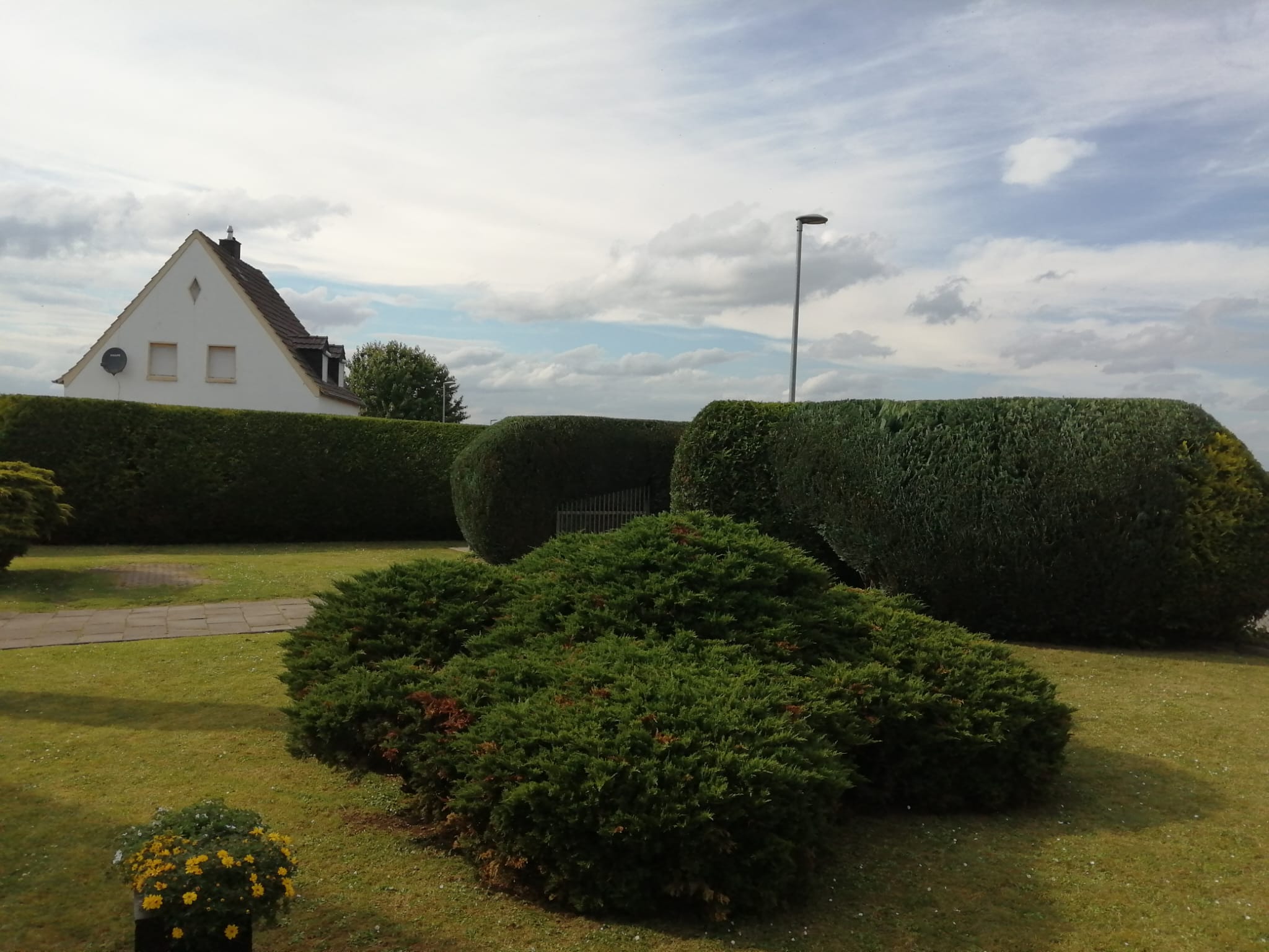 Baum und Strauch Pflege