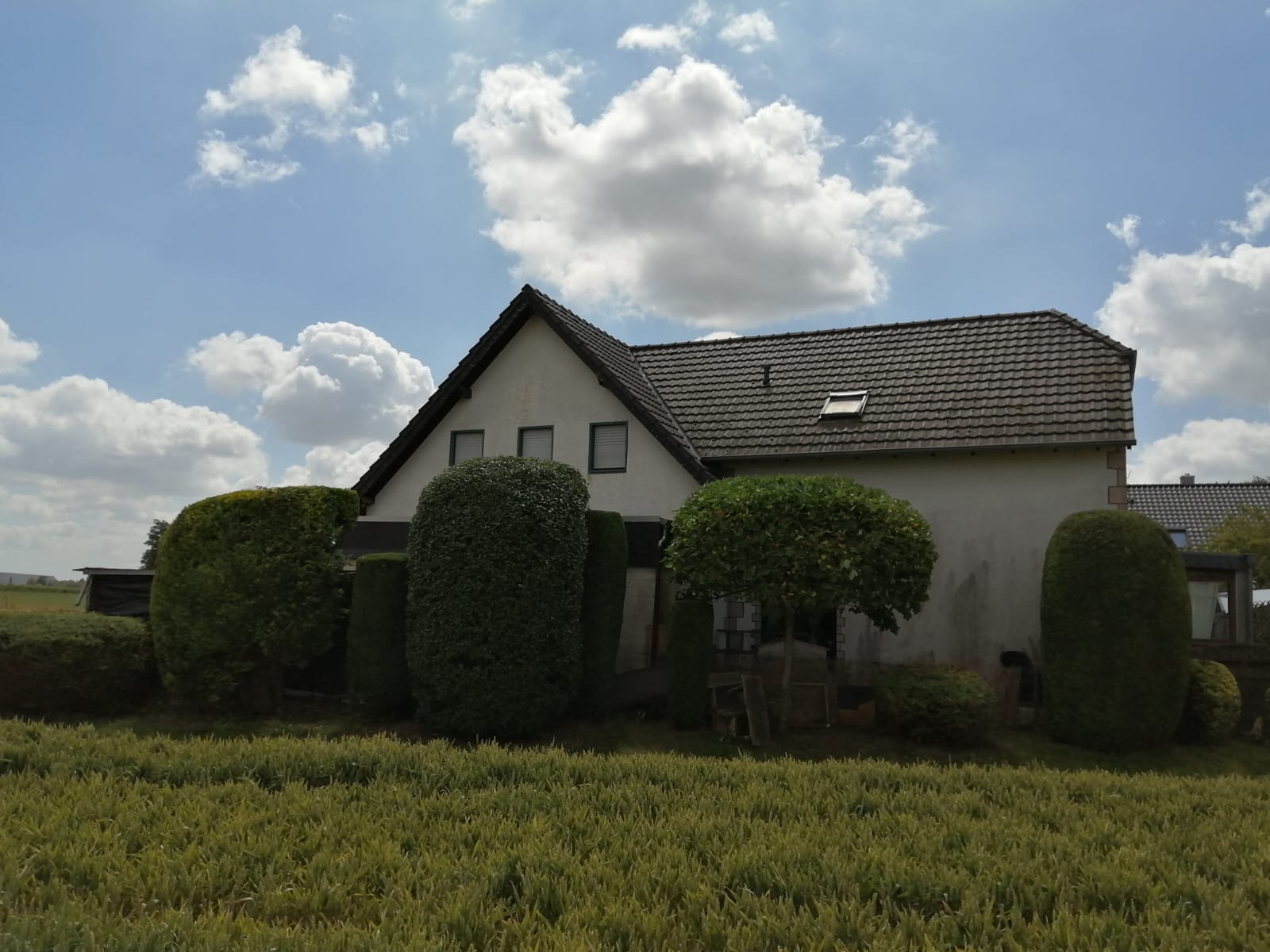 Baum und Strauch Pflege