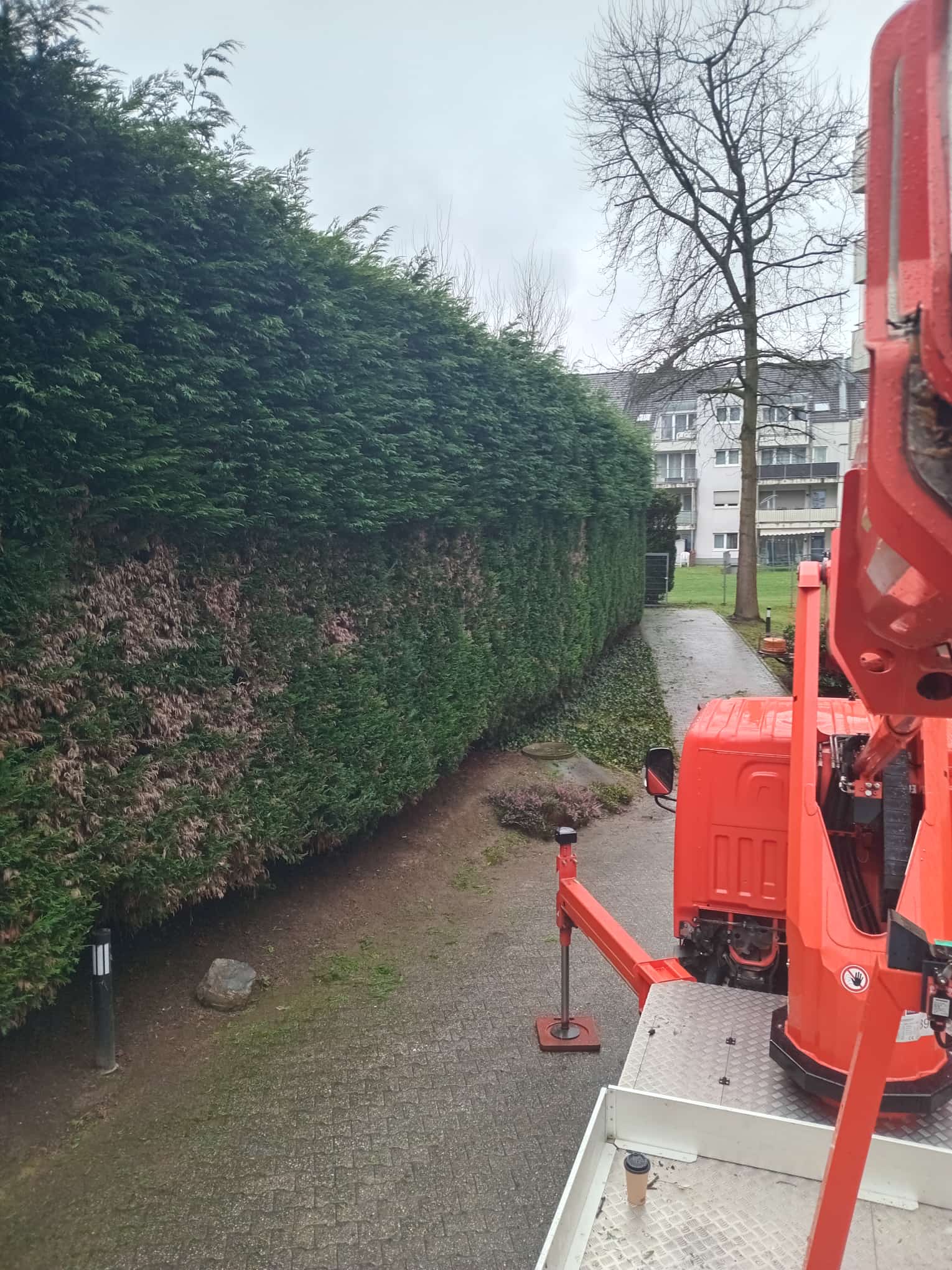 Baum und Strauch Pflege
